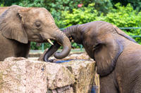 Elephant Orphanage Sanctuary and Aboriginal Settlement Tour from Kuala Lumpur