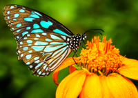 Excursion nature à Kuala Lumpur: Jardin d'orchidées, parc aux papillons et parc aux oiseaux
