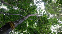 Half-Day Langkawi Rainforest Trekking Tour 