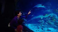 SEA LIFE Blackpool Admission Ticket