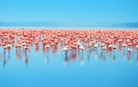 Dagstur til Celestun: flamingoer, mangrovebådtur og strandtur Dagstur til Celestun: flamingoer, mangrovebådtur og strandtur