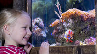 Billet coupe-file : billet d'entrée au SEA LIFE Oberhausen Billet coupe-file : billet d'entrée au SEA LIFE Oberhausen