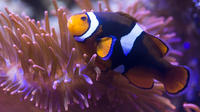 Zonder wachtrij: entreebewijs voor SEA LIFE Königswinter Zonder wachtrij: entreebewijs voor SEA LIFE Königswinter