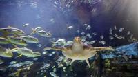 Zonder wachtrij: entreebewijs voor SEA LIFE Timmendorfer Strand Zonder wachtrij: entreebewijs voor SEA LIFE Timmendorfer Strand