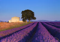 Tour des champs de lavande de Provence au départ d'Aix-en-Provence