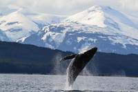 Excursión por la costa de Juneau: Combinado de crucero de avistamiento de ballenas y visita a Tracy's King Crab Excursión por la costa de Juneau: Combinado de crucero de avistamiento de ballenas y visita a Tracy's King Crab