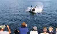 Excursión por la costa de Juneau: Crucero de avistamiento de ballenas y comida con marisco en el Monte Roberts Excursión por la costa de Juneau: Crucero de avistamiento de ballenas y comida con marisco en el Monte Roberts