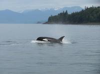 Excursión por la costa de Juneau: Crucero de avistamiento de ballenas, visita al glaciar y almuerzo o cena con cangrejo Excursión por la costa de Juneau: Crucero de avistamiento de ballenas, visita al glaciar y almuerzo o cena con cangrejo