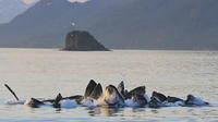 Excursion d'observation des baleines à Juneau Excursion d'observation des baleines à Juneau