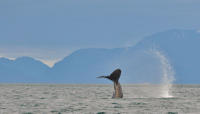 Excursion en bord de mer à Juneau: glacier Mendenhall, croisière d'observation des baleines et visite de la ville