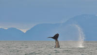 Juneau Shore Excursion: Mendenhall Glacier, Whale-Watching Cruise and City Tour