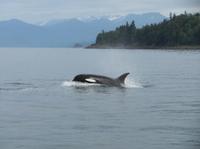 Juneau Shore Excursion: Whale-Watching Cruise, Glacier Visit and Crab Lunch or Dinner