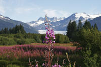 Visite de Juneau et excursion au glacier Mendenhall, avec tramway et déjeuner/dîner de saumon au Mont Roberts Visite de Juneau et excursion au glacier Mendenhall, avec tramway et déjeuner/dîner de saumon au Mont Roberts