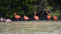 Celestun Biosphere Reserve Tour at Sunset