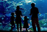 Skip the Line: Inbursa Aquarium in Mexico City 