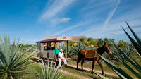 Sotuta de Peon Hacienda Cultural Tour