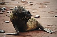 9-Night Galapagos Tour from Quito: San Cristobal, Isabela, Florena and Santa Cruz Island