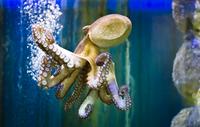 Entreebewijs voor Ubatuba Aquarium Entreebewijs voor Ubatuba Aquarium