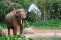 Tour de 2 nuits Ë Chiang Mai with visite du parc naturel des éléphants