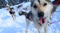 Full-Day Traîneau Willow Dog