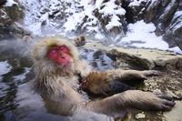 Circuit privé de 3 jours a Tokyo ET Nagano: macaques des neiges, marché de Tsukiji et Train à grande vitesse