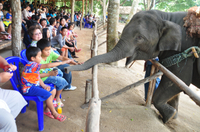 Exclusivité Viator: EXPÉRIENCE sanctuaire des éléphants à Chiang Mai