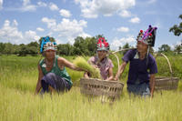 Visite privée: Hill Tribe Villages et Tea Plantation de Chiang Rai