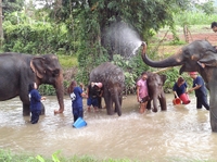 Visite de la fondation Tong Bai versez les éléphants de Chiang Mai
