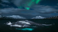 Walsafari und Nordlichter-Bootstour mit der Yacht ab Tromsø Walsafari und Nordlichter-Bootstour mit der Yacht ab Tromsø