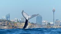 Small-Group Luxury Sydney Whale Watching Cruise