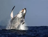 Sydney Whale-Watching Cruise Including Lunch