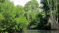 The Original Mangrove and Beach Experience from Punta Cana