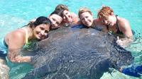 Sharks Stingrays and Sea Lions from Punta Cana