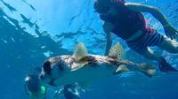 Sosua Bay Snorkeling Tour