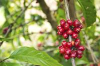 Trip Adjuntas Coffee Day Plantation de San Juan