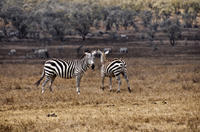 Porte Parc national de l'enfer Walking Tour avec Conservation Elsamere Visite du parc de Nairobi