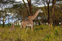 Hell’s Gate National Park Walking Tour with Elsamere Conservation Park Visit from Nairobi