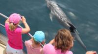 Dolphin Safari in Gibraltar