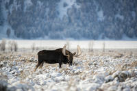 Grand Teton and National Elk Refuge Winter Day Trip