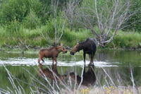 Grand Teton Small-Group Wildlife Safari by Jeep