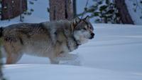 Yellowstone Winter Wolf Tour 4-Day, 3-Night