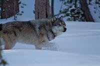 Yellowstone Winter Wolf Tour 4-Day, 3-Night