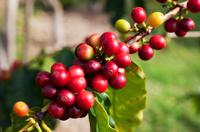 Excursion d'Une journée à Jardín: Découverte des cafés Colombiens et donnes Sites Touristiques au départ de Medellín