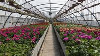 Santa Elena Day Trip: Silleteros and Flower Farm Cultural Tour