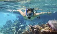 Cozumel Snorkeling Tour: Palancar, Columbia and Cielo Reefs