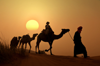 Excursion à dos de chameau au coucher du soleil Dans la palmeraie de Marrakech