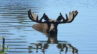 Private Tour: Seward Cruise Transfer and Tour