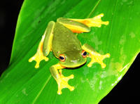 Atherton Tablelands Rainforest Wildlife Tour by Night