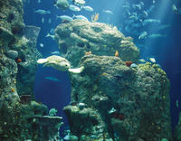 South Carolina Aquarium Admission