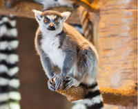 South Carolina Aquarium Admission